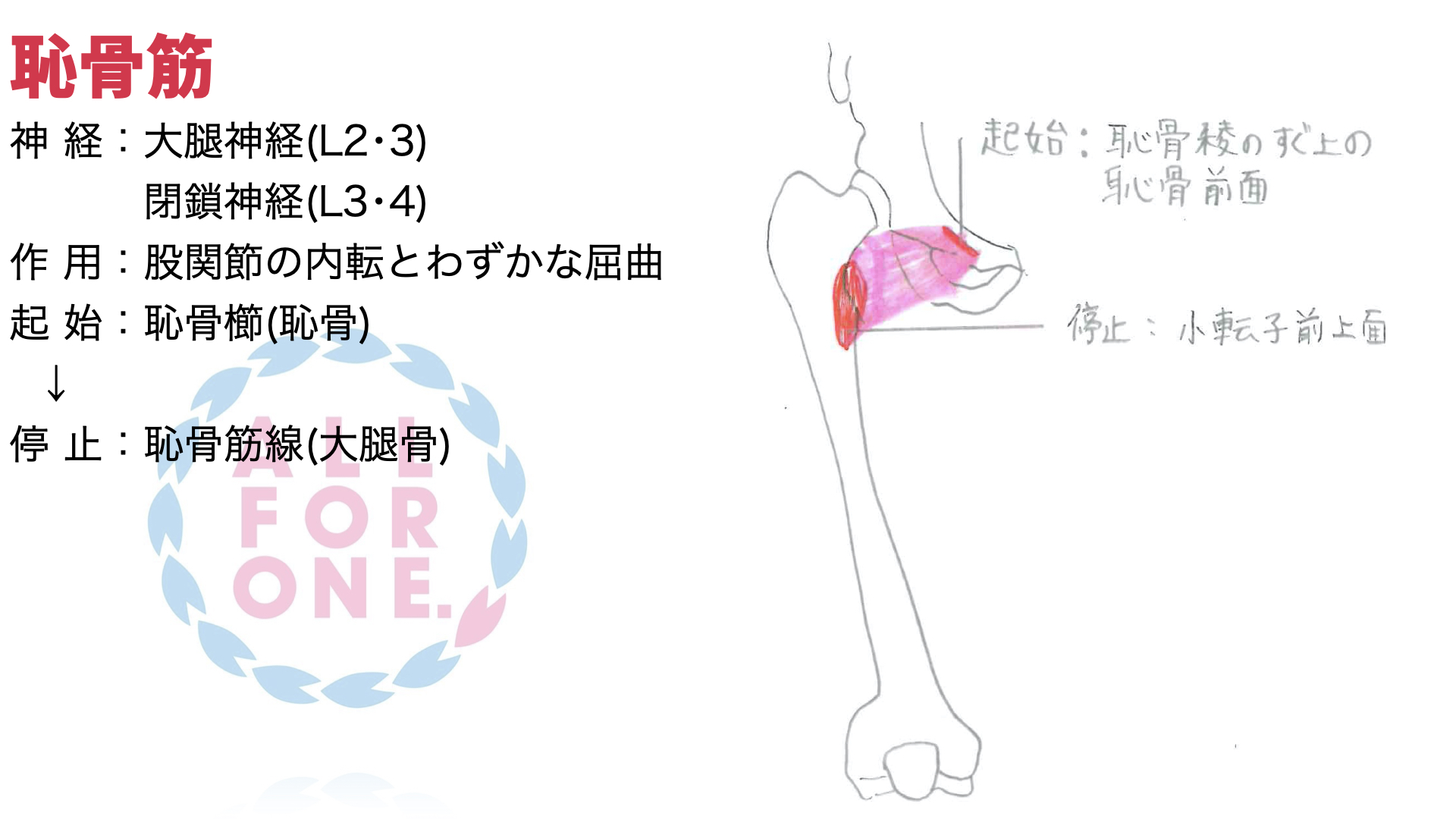 恥骨筋 ちこつきん All For One