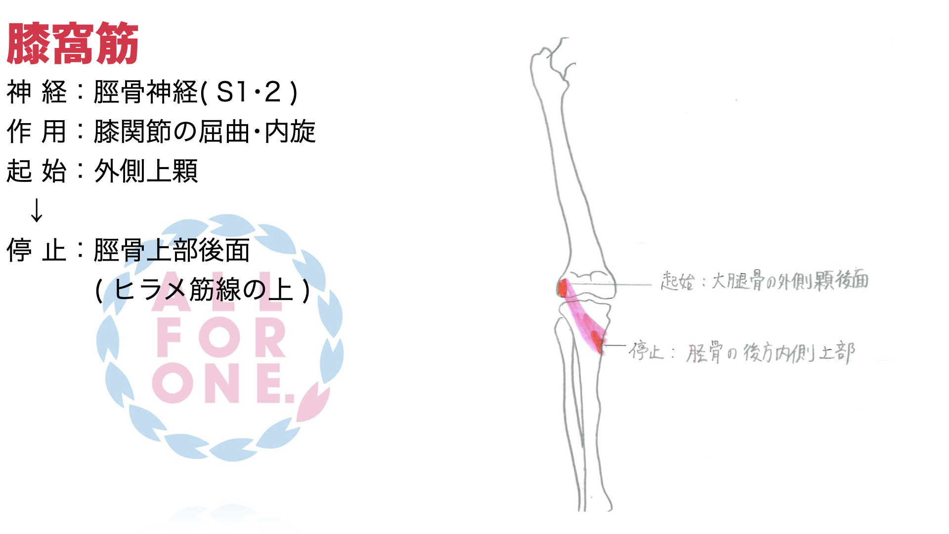 膝窩