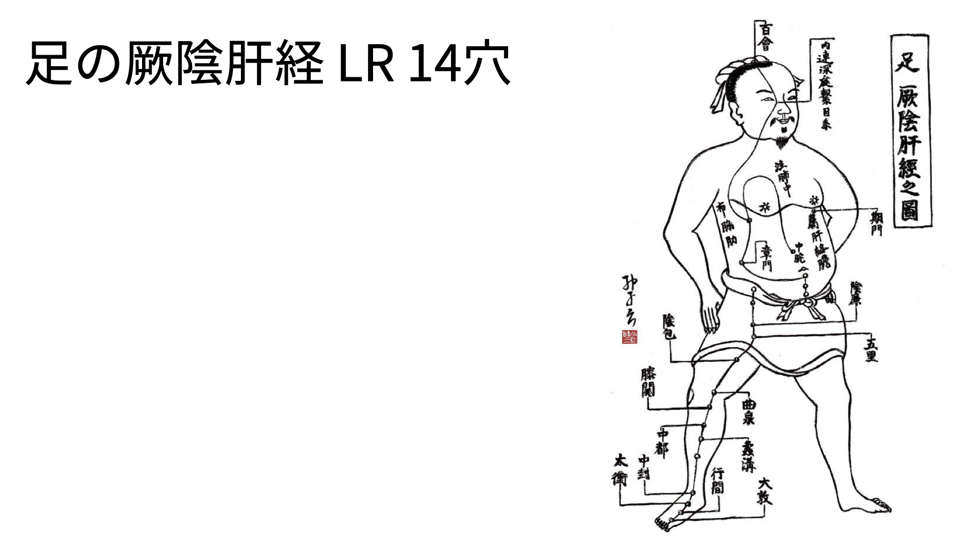 足の厥陰肝経 14穴 All For One 足の厥陰肝経 14穴 All For One